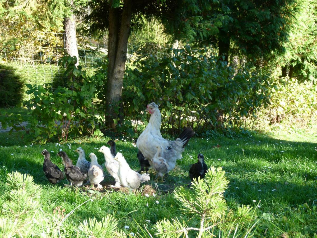 Agroturystyka U Psotki Kuzmina Bagian luar foto